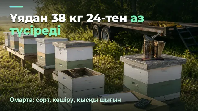 Омарта: ұядан 38 кг 24-тен аз түсіреді