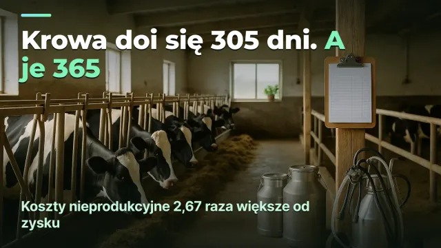 Ferma mleczna: krowa doi się 305 dni, a je 365