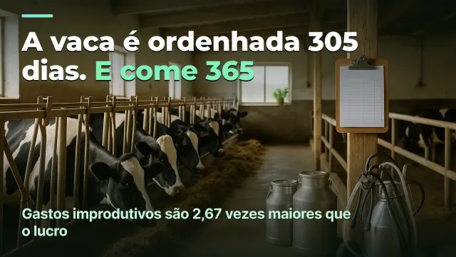 Vaca leiteira: 305 dias de leite, 365 de ração