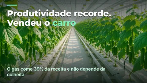 Estufa: custo por quilo, não quilos por metro quadrado