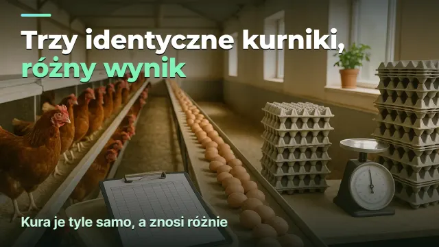 Ferma drobiu: trzy identyczne kurniki, różny wynik